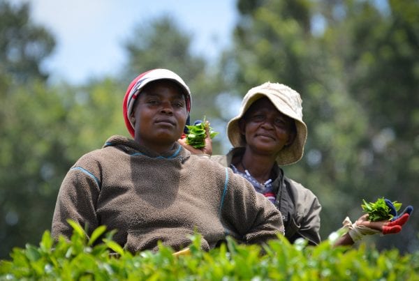 Travel Tribe Africa - Picking tea in Limuru, Kenya