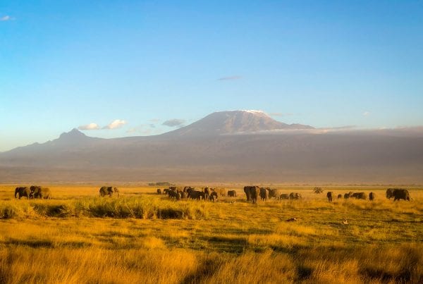 Best Luxury Safari Packages - Kilimanjaro and Amboseli National Park, Kenya