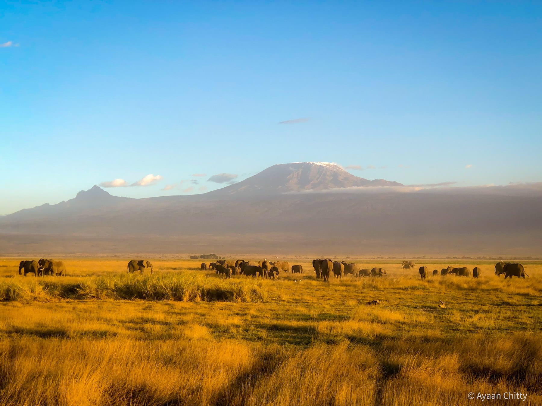 Photo Diary: Amboseli & Majestic Kilimanjaro