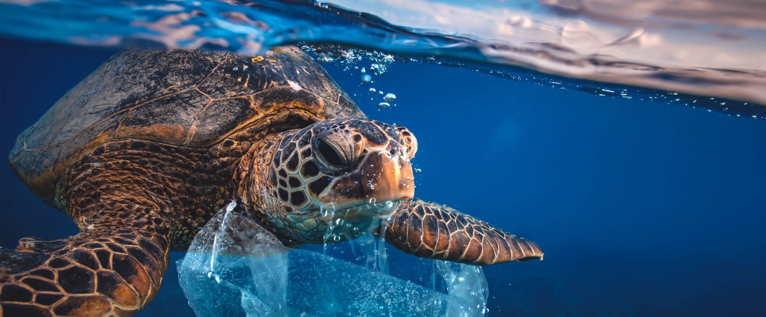 10 Ways you Can Show your Love for Our Ocean