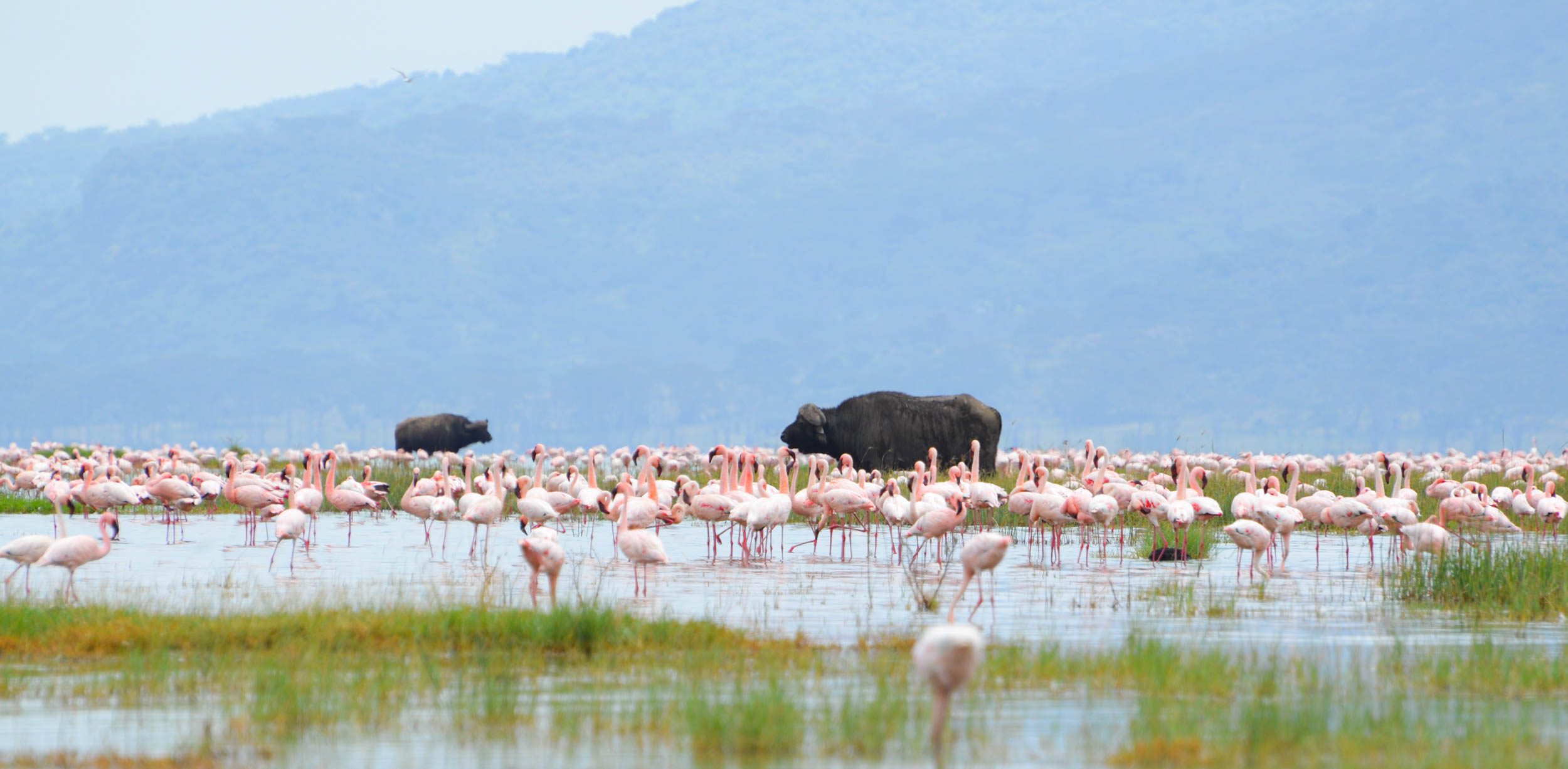 Photo Diary: Nakuru National Park